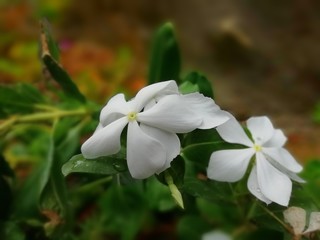 Obraz na płótnie Canvas closeup of white flower