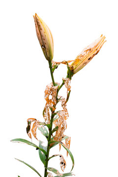 Lily disease coase by larvae lily beetles