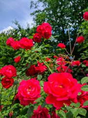 Red roses in green leaves. Blooming roses in garden. Beautiful red flowers on blurry background