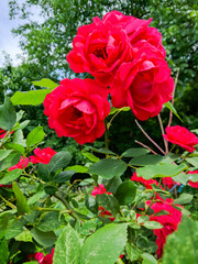 Red roses in green leaves. Blooming roses in garden. Beautiful red flowers on blurry background