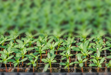 Rows of potted seedlings and young plants,  selective focus
