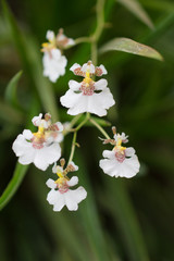 White little orchid