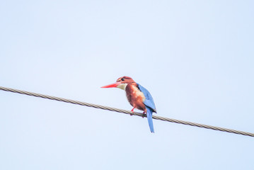 White-throated kingfisher (Halcyon smyrnensis), widely distributed in Asia from Turkey east through the Indian subcontinent to the Philippines.
