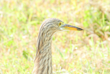 The Chinese pond heron is an East Asian freshwater bird of the heron family. It is one of six...