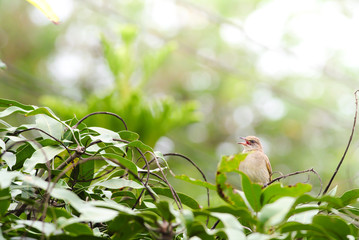 Streak-eared bulbul's stand​ing on branches​ in the forest. Bird's in the nature background.