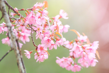 Cherry Blossom in spring with soft focus, unfocused blurred spring cherry bloom, bokeh flower background, pastel and soft flower background.