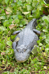 Yacare caiman (Caiman crocodylus yacare) in wetland waters, Pantanal, Mato Grosso, Brazil