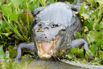 Yacare caiman (Caiman crocodylus yacare) with open mouth in wetland waters, Pantanal, Mato Grosso, Brazil