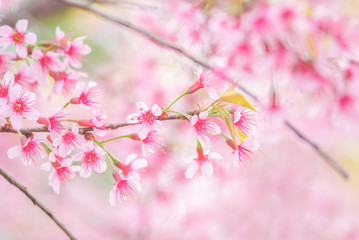 Obraz premium Cherry Blossom in spring with soft focus, unfocused blurred spring cherry bloom, bokeh flower background, pastel and soft flower background.