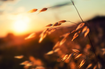 Oat plants in a field at sunset. Summer nature background. Shallow depth of field.