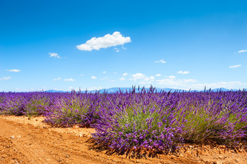 Lavender fields and the blue sky. Valensole, Provence, France. Beautiful summer landscape