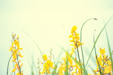 Yellow flowers against the sky. Summer nature background. Vimtage filter. Shallow depth of field
