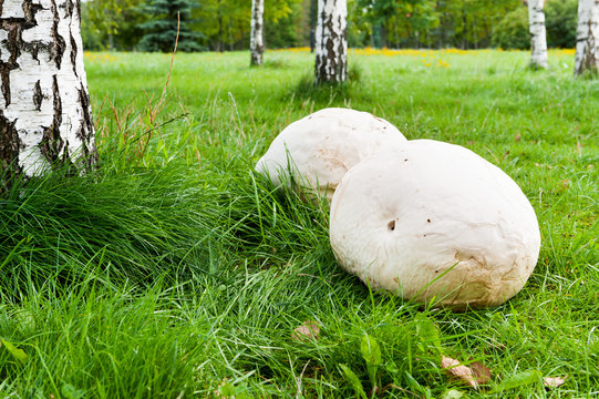 Giant puffball mushroom in park