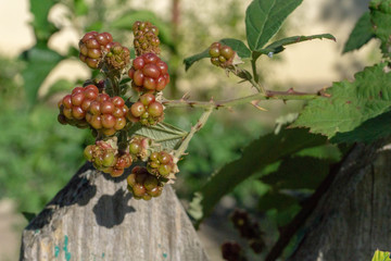 Blackberry grows near a green fence