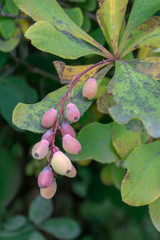 colorful pink-yellow berries on the background of spotty leaves