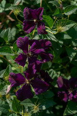 violet flowers on the background of green leaves