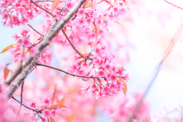 Cherry Blossom in spring with soft focus, unfocused blurred spring cherry bloom, bokeh flower background, pastel and soft flower background.