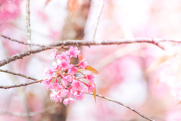 Cherry Blossom in spring with soft focus, unfocused blurred spring cherry bloom, bokeh flower background, pastel and soft flower background.