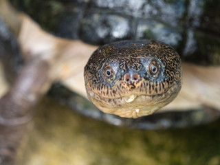 tortue