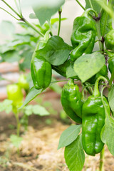 Harvest of green bell pepper in a greenhouse in the country