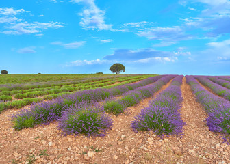 Colorful landscape view of a lavender cultivation field at half harvest during the july lavender festival near the medieval town of Brihuega, Guadalajara, Alcarria, Castilla la Mancha, Spain.
