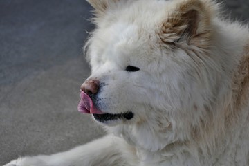 Obraz premium 《わさお》青森県鰺ヶ沢町