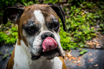 Older Boxer dog