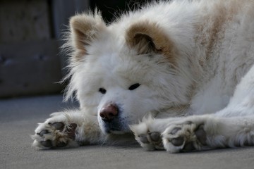 《わさお》青森県鰺ヶ沢町