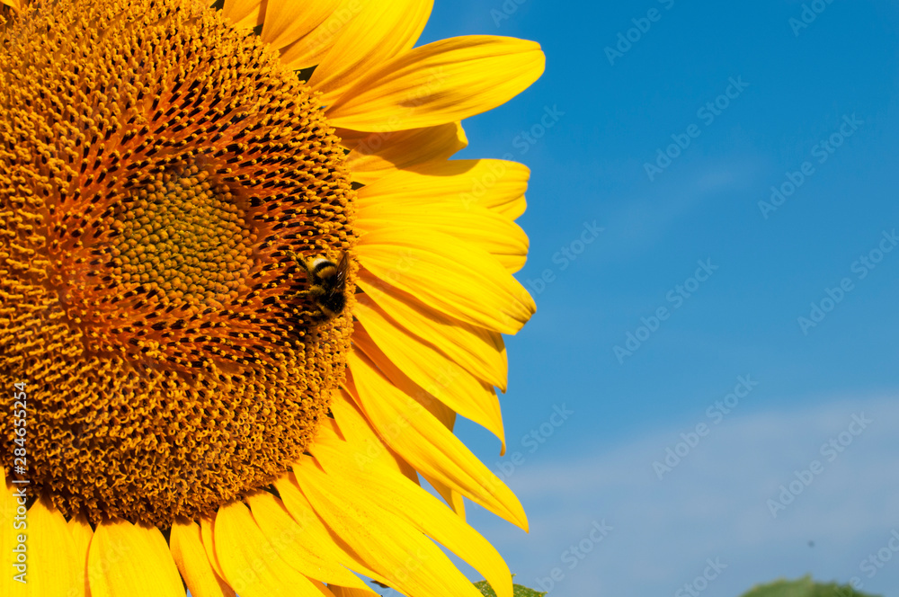 Wall mural bright sunflowers on a large field on a sunny day