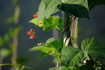 Closeup of green leafs and red flowers.