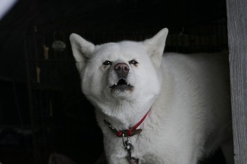 《わさお》青森県鰺ヶ沢町