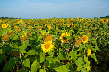 bright sunflowers on a large field on a sunny day