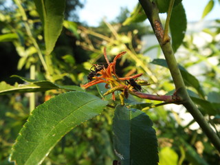アリ ant