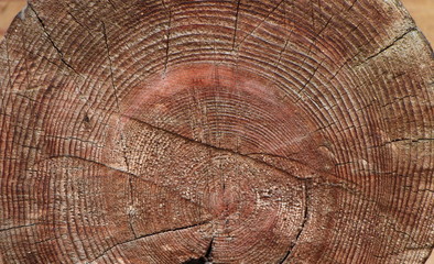 cut of a tree