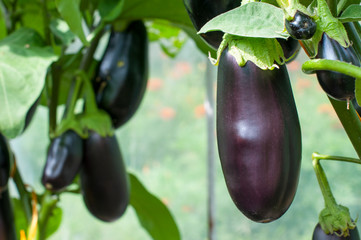 ripe natural eggplants in a greenhouse