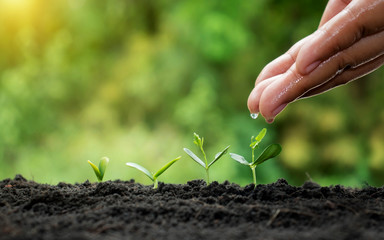 Watering small plants by hand, the concept of caring for the environment and the World Environment Day.