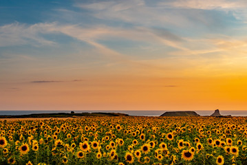 Obraz premium Rhosilli Sun Flowers 