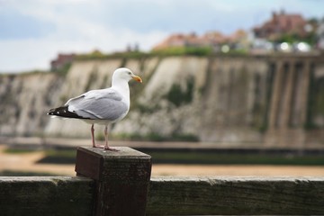 seagull on a post