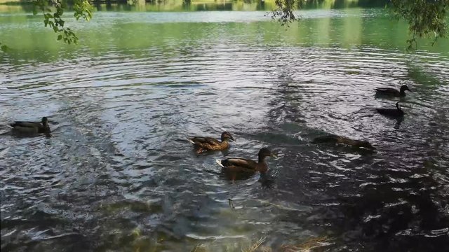 ducks in the water of the adda river