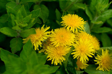 Dandelion flower natural yellow pattern or texture close up