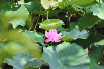 ハス（蓮）の花