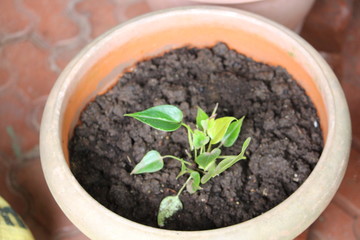 Peepal tree sapling