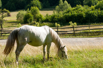 white mare with chestnut foliage in the mountains of a beautiful sunny day