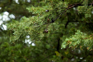 Green Spruce Trees With Berries..
