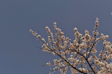 《菜の花ロード》秋田県大潟村