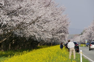 《菜の花ロード》秋田県大潟村
