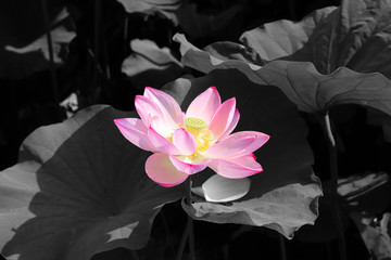 ハス（蓮）の花