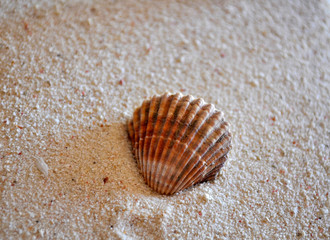 Shell on the beach