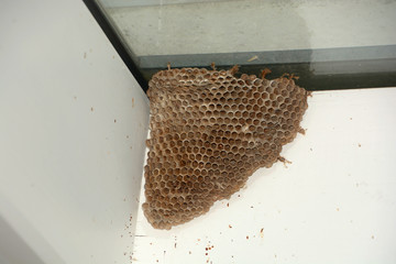 glass roof with big abandoned wasps nest, big empty wasp nest or hornets nest built on a...