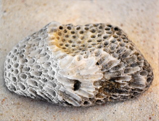 Sea stone in the sand closeup